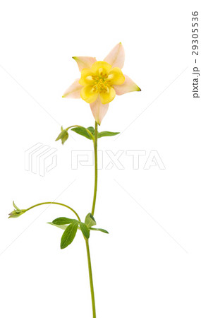 aquilegia flower isolated 29305536