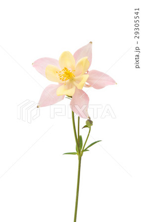 aquilegia flower isolated 29305541