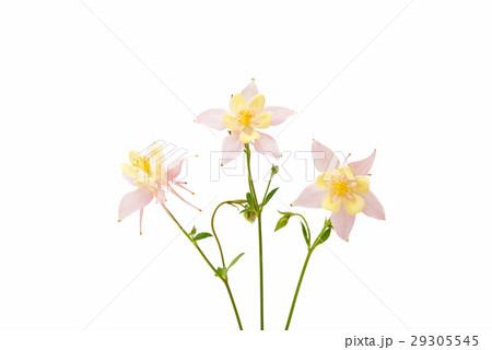 aquilegia flower isolated 29305545