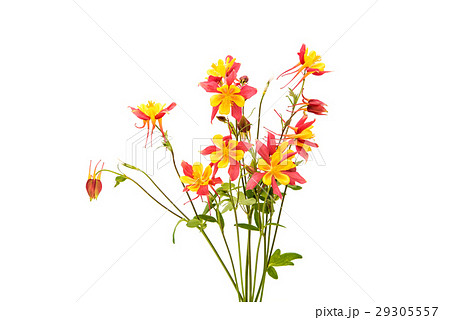 aquilegia flower isolated 29305557