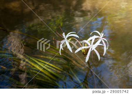 Rare Crinum thaianum or water lily or Water onion Rare Crinum thaianum or water lily or Water onion 29305742