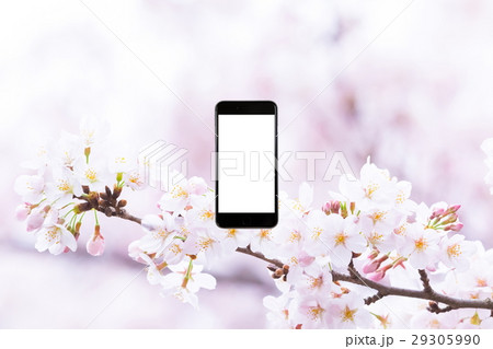 桜　スマホ合成用　そめいよしの　さくら　クローズアップ　接写　コピースペース 29305990