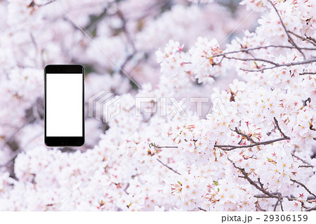 桜　スマホ合成用　携帯電話　そめいよしの　さくら　クローズアップ　接写　コピースペース 29306159