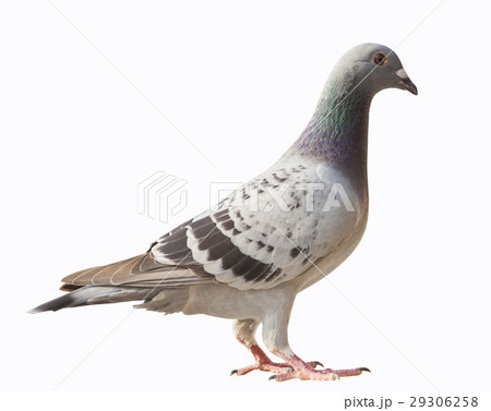side view of pigeon bird isolated white background 29306258