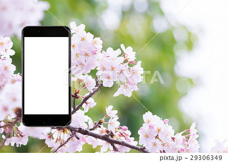 桜　スマホ合成用　携帯電話　そめいよしの　さくら　クローズアップ　接写　コピースペース 29306349