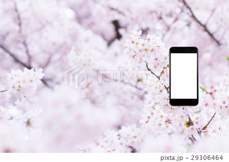 桜　スマホ合成用　携帯電話　そめいよしの　さくら　クローズアップ　接写　コピースペース 29306464