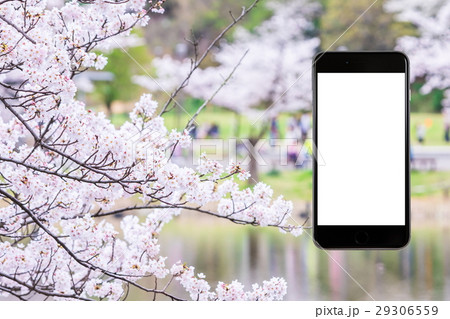桜　スマホ合成用　携帯電話　そめいよしの　さくら　クローズアップ　接写　コピースペース 29306559