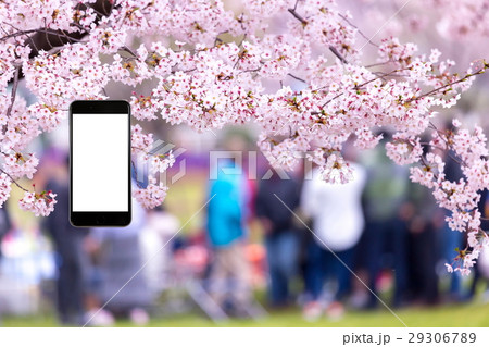 桜　花見　スマホ合成用　携帯電話　そめいよしの　さくら　クローズアップ　コピースペース 29306789