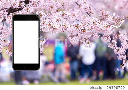 桜　花見　スマホ合成用　携帯電話　そめいよしの　さくら　クローズアップ　コピースペース 29306790