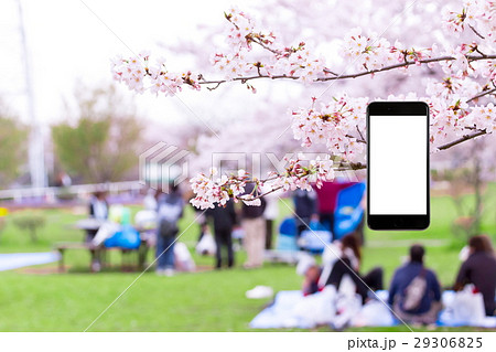 桜 花見 スマホ合成用 携帯電話 そめいよしの さくら クローズアップ コピースペース 桜 花見 スマホ合成用 携帯電話 そめいよしの さくら クローズアップ コピースペース 29306825