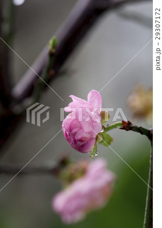 うめ 春告草 ソシンロウバイ 29307172