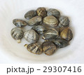 水に浸ったあさり貝 29307416