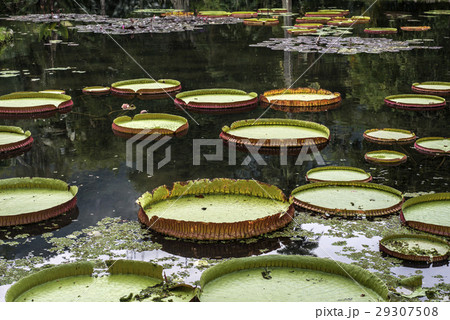 Victoria Regia - the largest water lily Victoria Regia - the largest water lily 29307508