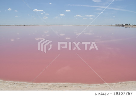 メキシコ ピンクラグーン メキシコ ピンクラグーン 29307767