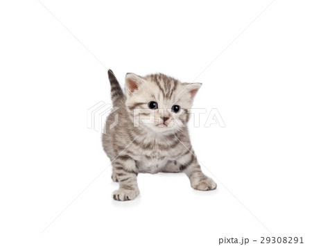 Scottish fold kitten isolated on white background Scottish fold kitten isolated on white background 29308291