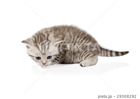 Scottish-fold kitten isolated on white background Scottish-fold kitten isolated on white background 29308292