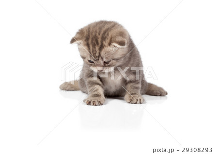 Scottish-fold kitten isolated on white background 29308293