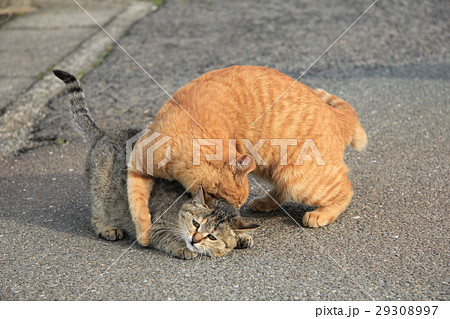 茶トラ親猫に抑えられ首を噛まれてごめんなさいのキジトラ子猫の写真素材