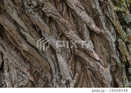 Natural tree texture, old tree bark close-up Natural tree texture, old tree bark close-up 29309548