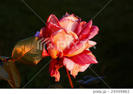 Creamy pink rose in autumn garden dying plants Creamy pink rose in autumn garden dying plants 29309862