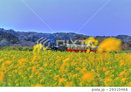 里山トロッコと菜の花 里山トロッコと菜の花 29310468