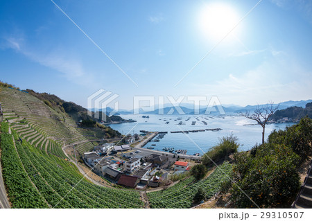 遊子水荷浦の段畑 29310507