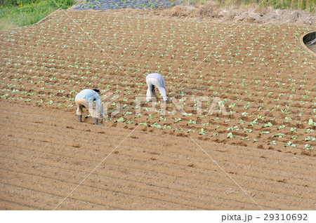 農作業 29310692