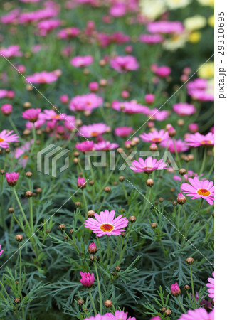 マーガレット モリンバミニピンクの花の写真素材