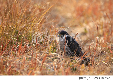 ハヤブサ ハヤブサ 29310752