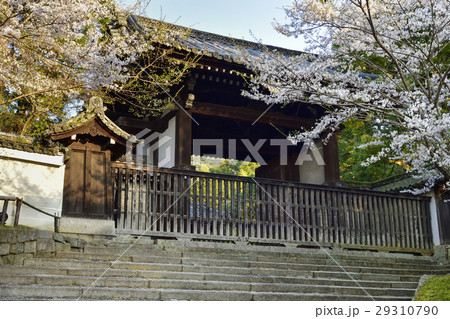 青蓮院門跡　四脚門の桜 29310790