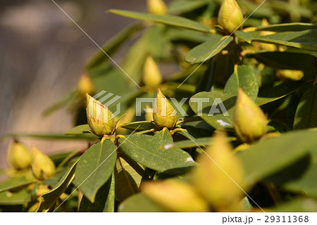 春を待つつぼみ 春を待つつぼみ 29311368