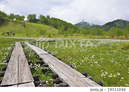志賀高原　田ノ原湿原 29311696