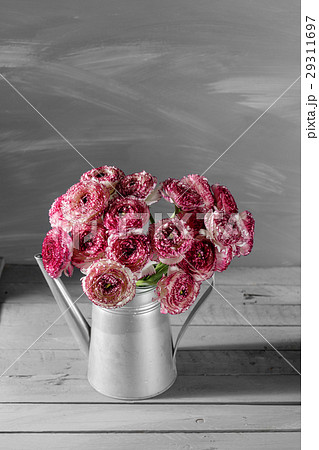 Maroon and white persian buttercup flowers. Curly 29311697