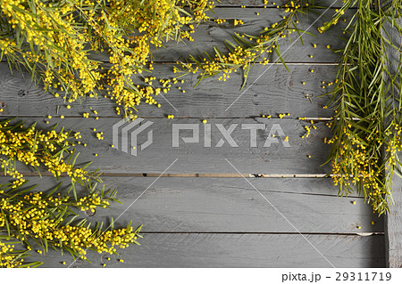 Mimosa flowers on gray wooden background. old Mimosa flowers on gray wooden background. old 29311719
