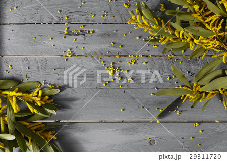 Mimosa flowers on gray wooden background. old Mimosa flowers on gray wooden background. old 29311720