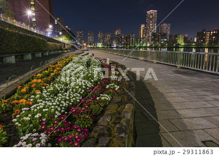 夜の隅田川テラス 29311863