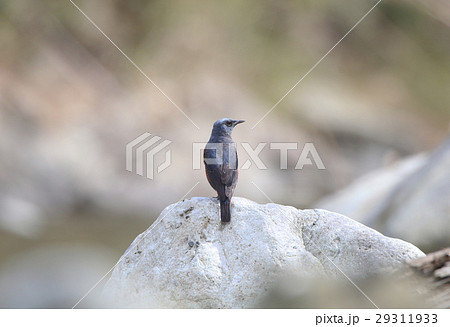 イソヒヨドリ 29311933