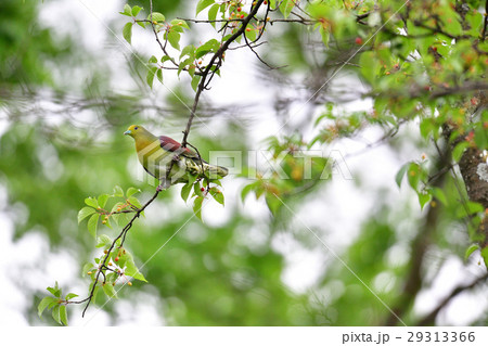 森のアオバト 29313366