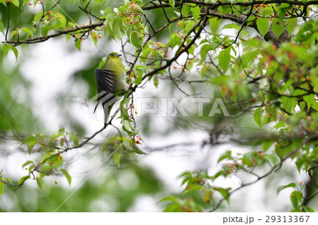 森のアオバト 29313367