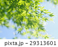 もみじ　かえで 29313601
