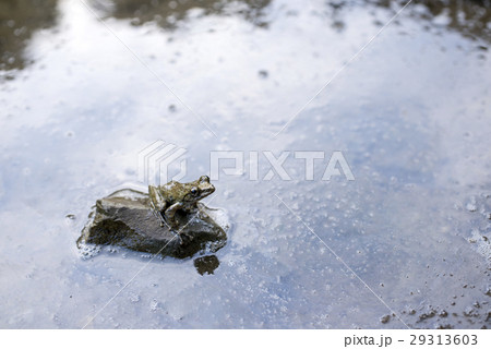 水辺の石の上のいるカジカガエル 29313603