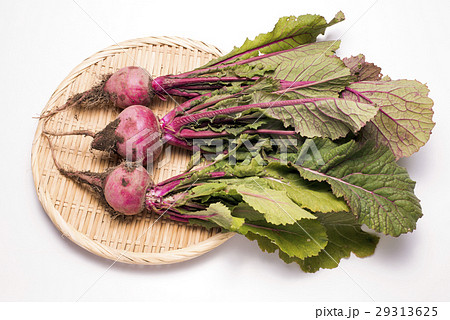 ざるの上の収穫した赤カブ ざるの上の収穫した赤カブ 29313625