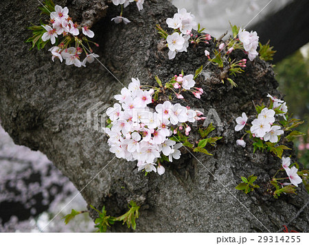 大樹の桜（ソメイヨシノ） 29314255