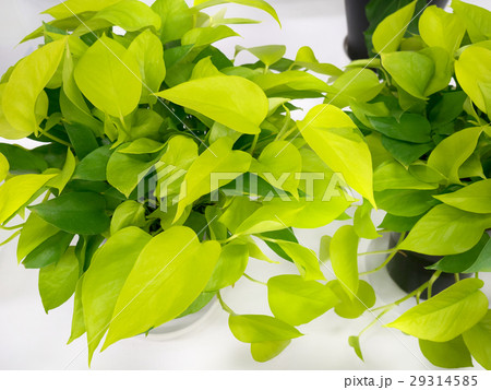 ポトス 29314585