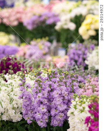 ストックの花 29314972