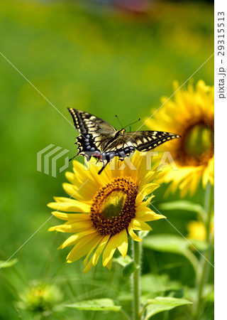 ひまわりの蜜を求めて飛ぶキアゲハ 29315513
