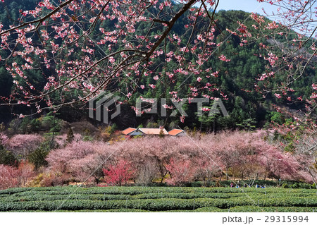 桜 さくら サクラ 29315994