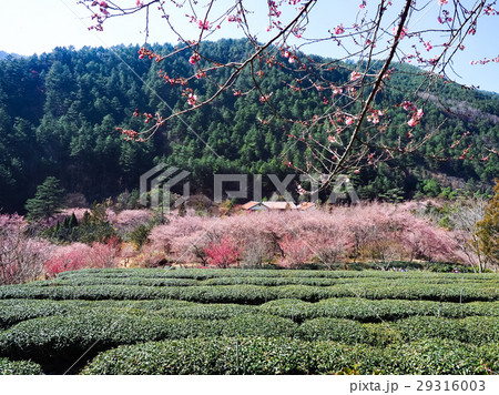 桜 さくら サクラ 29316003