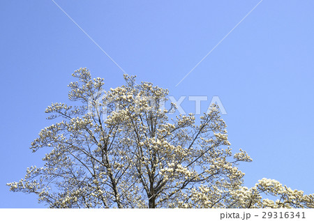 ハクモクレン（白木蓮） 29316341