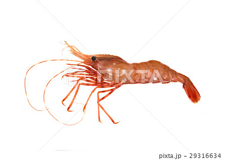 ボタンエビ 29316634